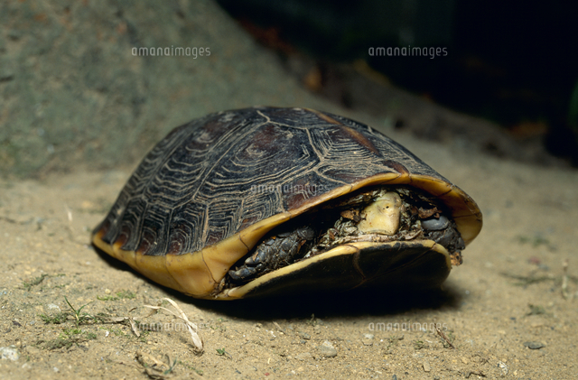 セマルハコガメ 隠れる の写真素材 イラスト素材 アマナイメージズ
