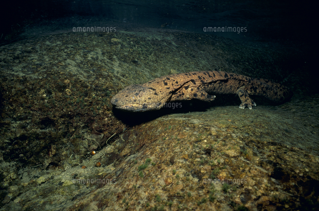 オオサンショウウオ の写真素材 イラスト素材 アマナイメージズ