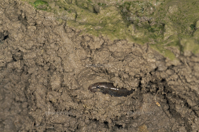 泥の中のドジョウ 冬眠 の写真素材 イラスト素材 アマナイメージズ