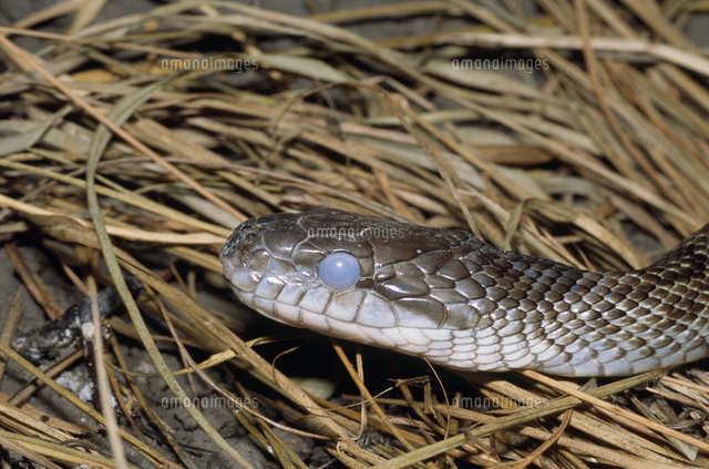 アオダイショウの脱皮前の眼（白くにごる）[32071001615]の写真