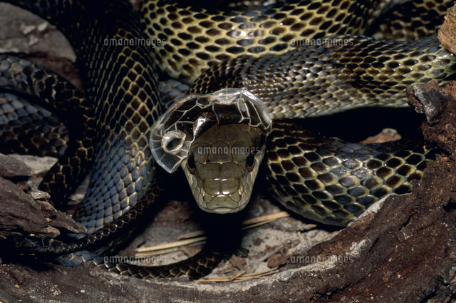 アオダイショウの脱皮 口の先端からはじまる[32071001616]の写真