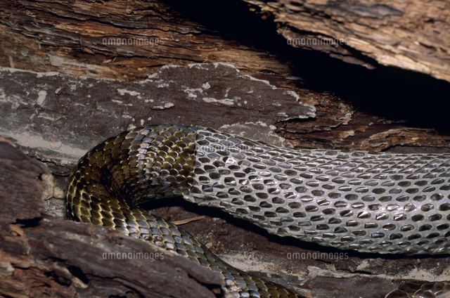 アオダイショウの脱皮[32071001617]の写真・イラスト素材｜アマナ