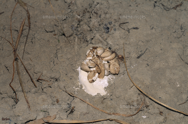 アオダイショウの糞 の写真素材 イラスト素材 アマナイメージズ