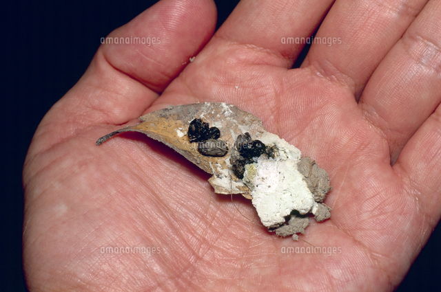 アオダイショウの糞 の写真素材 イラスト素材 アマナイメージズ