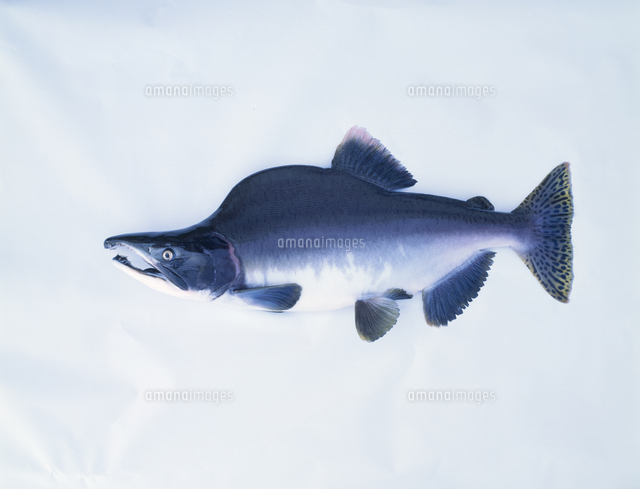 カラフトマスのオス 体長66.5cm 標本[32071001751]の写真・イラスト