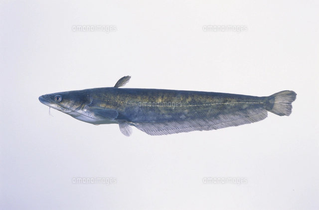 ビワコオオナマズの幼魚[32071002211]の写真・イラスト素材｜アマナ 