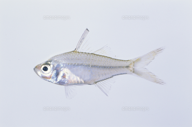 セスジタカサゴイシモチ 体長5 1cm 標本 の写真素材 イラスト素材 アマナイメージズ