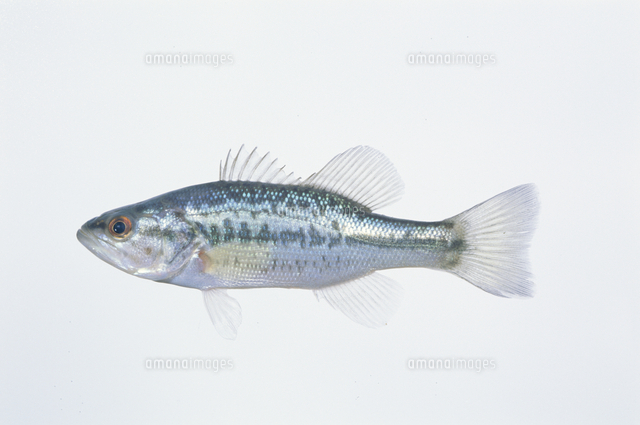 オオクチバスの幼魚 体長10.6cm 標本[32071001963]の写真
