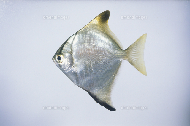 ヒメツバメウオ 体長11 8cm 標本 の写真素材 イラスト素材 アマナイメージズ