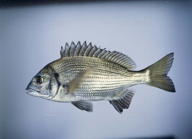 クロダイ 体長21 0cm 標本 の写真素材 イラスト素材 アマナイメージズ