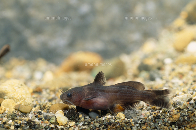 ネコギギの稚魚 孵化後1.5ヶ月[32071002203]の写真・イラスト素材 