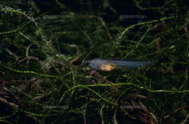 ビワコオオナマズの幼魚[32071002211]の写真・イラスト素材｜アマナ 