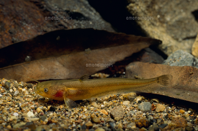 ビワコオオナマズの幼魚[32071002211]の写真・イラスト素材｜アマナ 