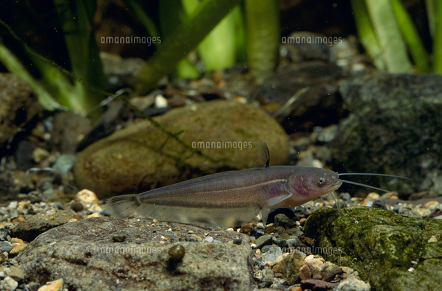 イワトコナマズの幼魚[32071002213]の写真・イラスト素材｜アマナ