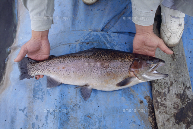 サケのメス 左 とカラフトマスのオス 右 の自然交配 の写真素材 イラスト素材 アマナイメージズ
