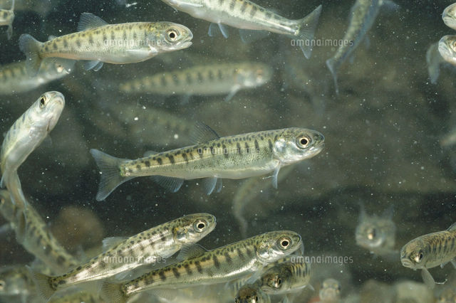 サケの稚魚 アルビノ個体[32071002349]の写真・イラスト素材｜アマナ