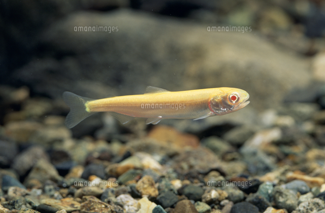 サケの稚魚 アルビノ個体[32071002349]の写真・イラスト素材｜アマナ