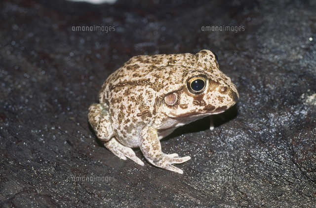 かえるひろ ヒロクチマルガエル（ミズタメガエル）[32071002411]の写真・イラスト