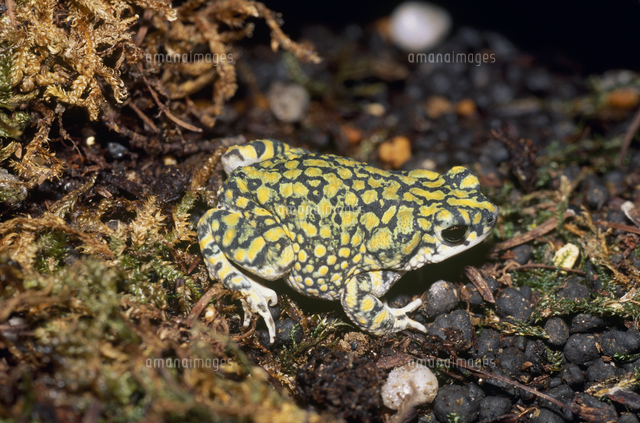 ソノラミドリヒキガエル の写真素材 イラスト素材 アマナイメージズ