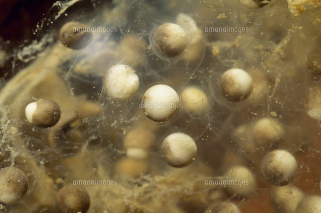 トノサマガエルの卵 の写真素材 イラスト素材 アマナイメージズ