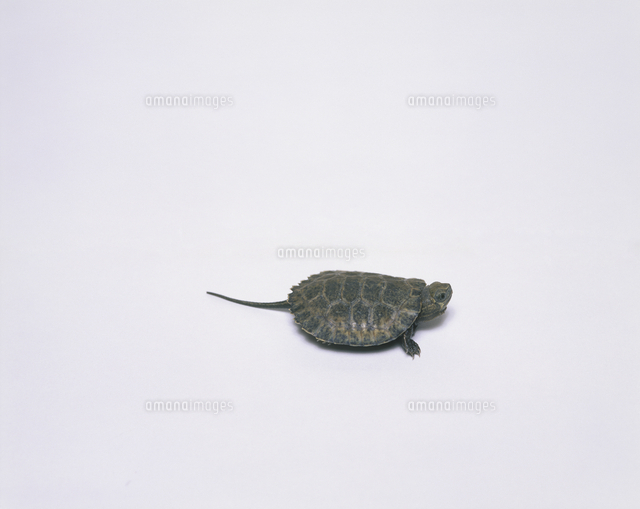 ニホンイシガメの幼体 甲長4cm の写真素材 イラスト素材 アマナイメージズ