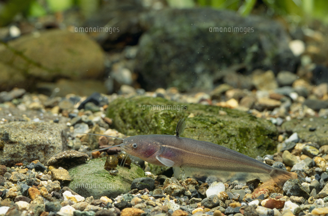 イワトコナマズの稚魚 体長 約4 5cm の写真素材 イラスト素材 アマナイメージズ