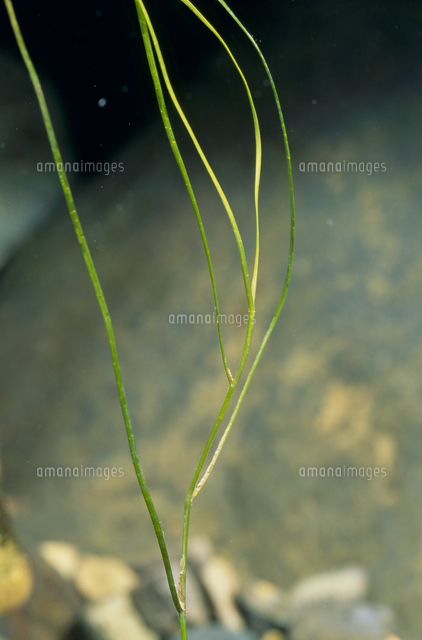 Birdstayさま専用。山採りクロモジとリュウノヒゲ。 Birdstayさま専用。山採りクロモジとリュウノヒゲ。