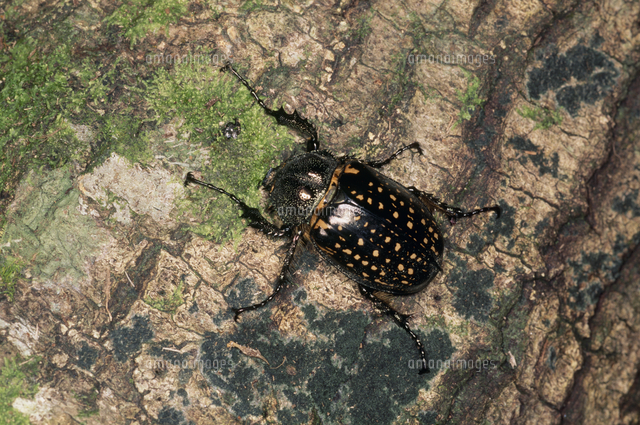 バターレルテナガコガネのメス[32071002745]の写真・イラスト素材