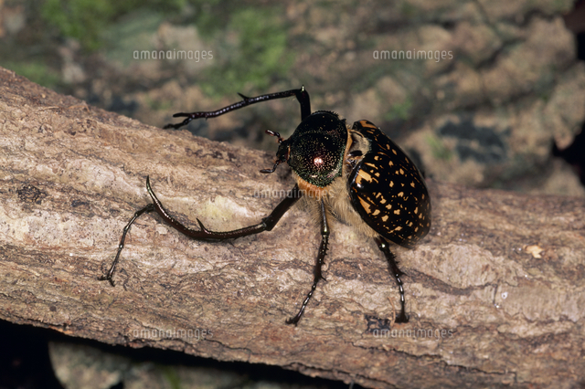 バターレルテナガコガネのオス[32071002746]の写真・イラスト素材