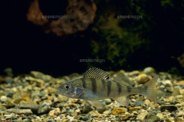 ヨーロピアン パーチ の写真素材 イラスト素材 アマナイメージズ ヨーロピアン パーチ の写真素材 イラスト素材 アマナイメージズ