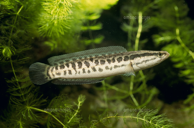タイワンドジョウの若魚 の写真素材 イラスト素材 アマナイメージズ