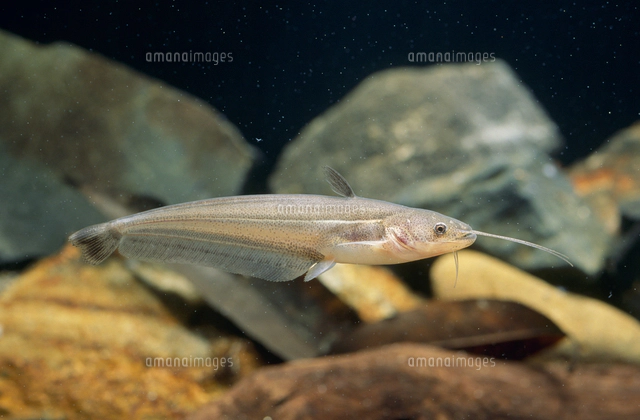 ビワコオオナマズの稚魚 TL.7mm[32071003318]の写真・イラスト素材 