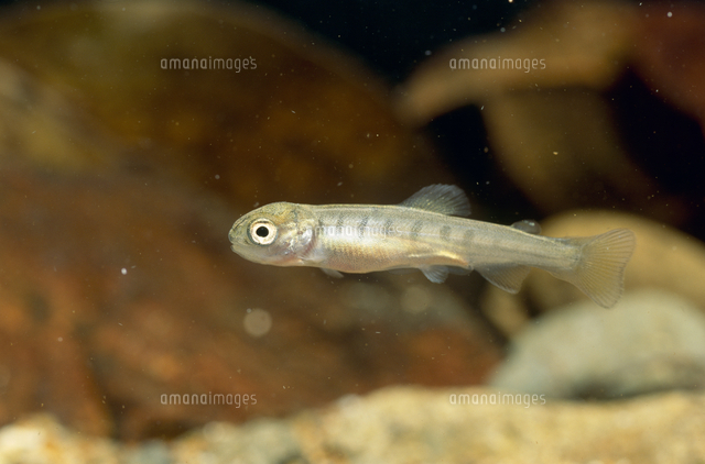 ヤマメの稚魚 泳ぎ出す の写真素材 イラスト素材 アマナイメージズ
