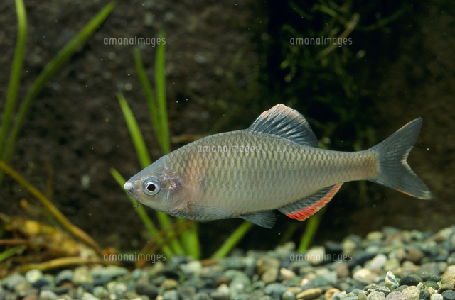 ヤリタナゴのオス 婚姻色 の写真素材 イラスト素材 アマナイメージズ