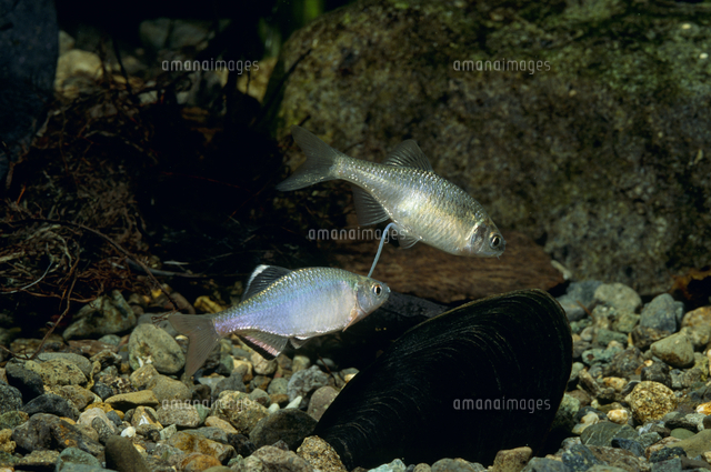 ミヤコタナゴの産卵 の写真素材 イラスト素材 アマナイメージズ