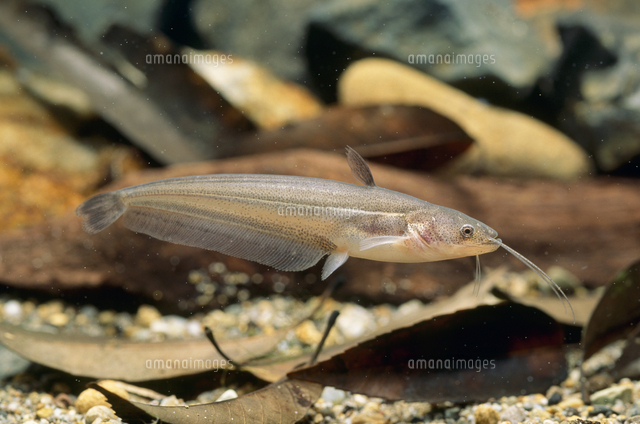 ビワコオオナマズの幼魚 TL.7cm ヒゲ2対になった[32071003320]の写真 