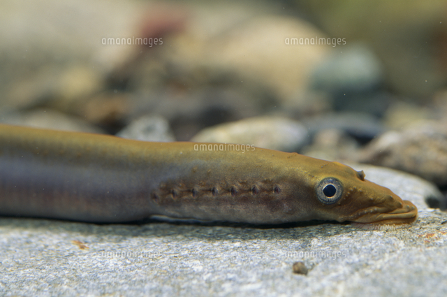 シベリアヤツメ アダルト の写真素材 イラスト素材 アマナイメージズ