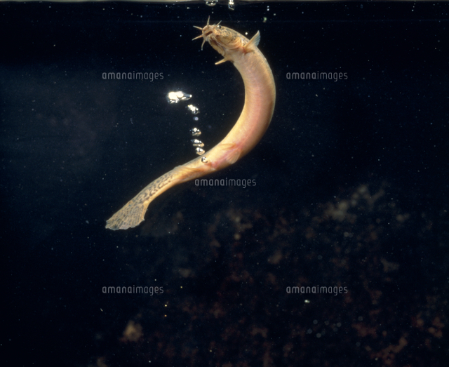 マドジョウ 腸呼吸 の写真素材 イラスト素材 アマナイメージズ