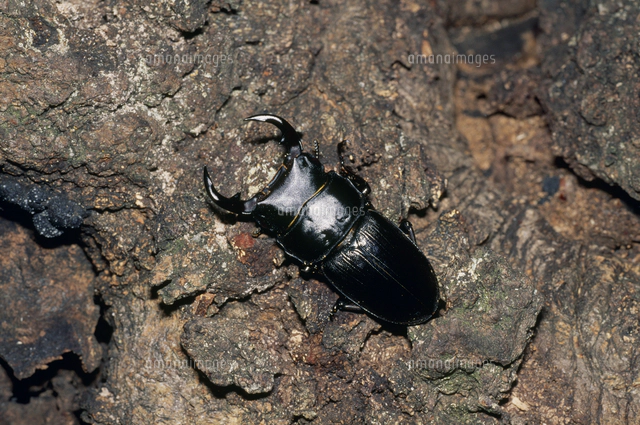 オオクワガタ 中歯型[32071003618]の写真・イラスト素材｜アマナイメージズ