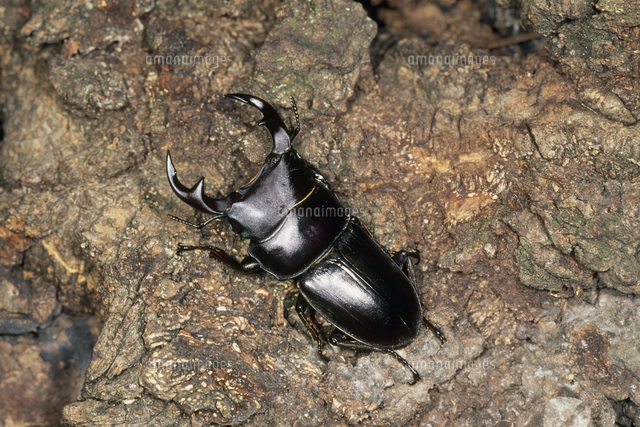 オオクワガタ 中歯型[32071003618]の写真・イラスト素材｜アマナイメージズ