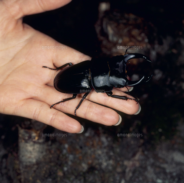 オオクワガタ 中歯型[32071003618]の写真・イラスト素材｜アマナイメージズ