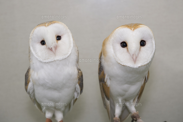 メンフクロウ の写真素材 イラスト素材 アマナイメージズ