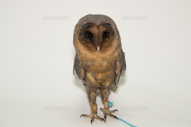 ススガオメンフクロウ の写真素材 イラスト素材 アマナイメージズ