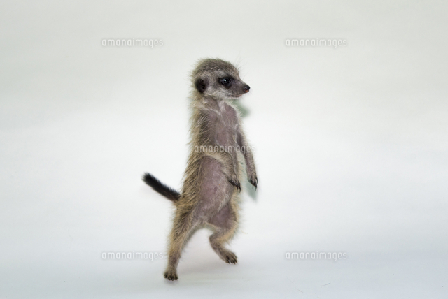 ミーアキャットの子ども の写真素材 イラスト素材 アマナイメージズ