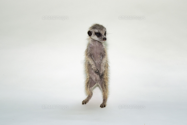 ミーアキャットの子ども の写真素材 イラスト素材 アマナイメージズ