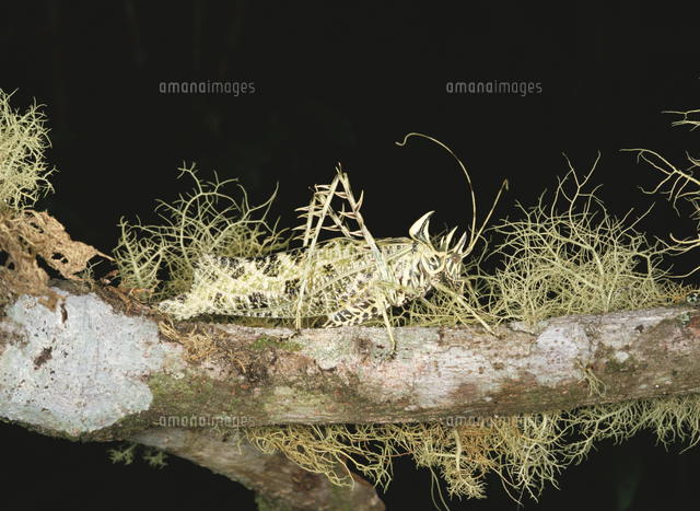 南米のサルオガセギス 【公式通販】