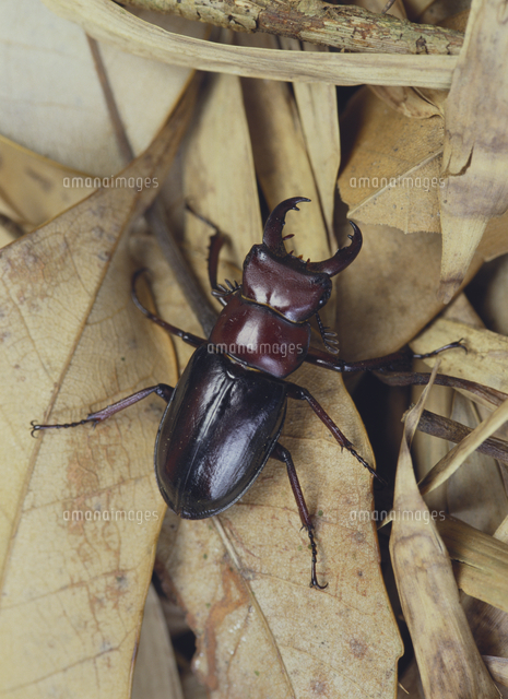 ミクラミヤマクワガタ 胸部赤色型[32073000149]の写真・イラスト