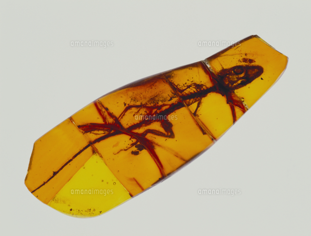 コハクの中のトカゲの化石[32073000166]の写真・イラスト素材｜アマナ