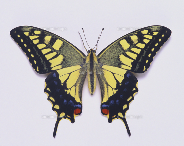 キアゲハ[32073000273]の写真・イラスト素材｜アマナイメージズ