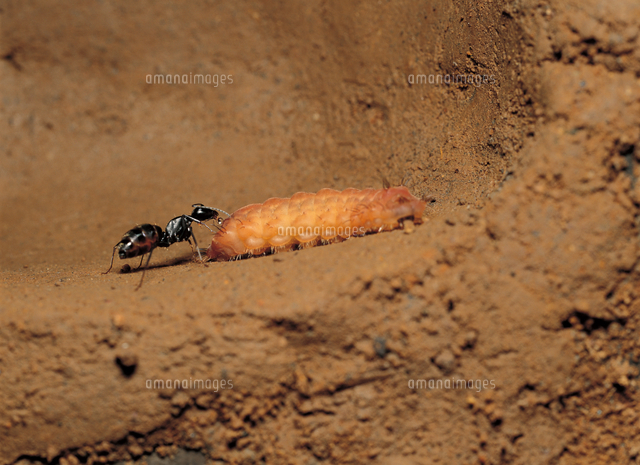 世話をしてクロシジミの幼虫から蜜をもらうクロオオアリ の写真素材 イラスト素材 アマナイメージズ